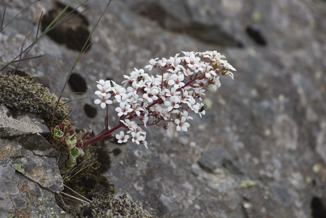 2011-07-05_13-52-19 island.jpg - Strau-Steinbrech (Saxifraga cotyledon)